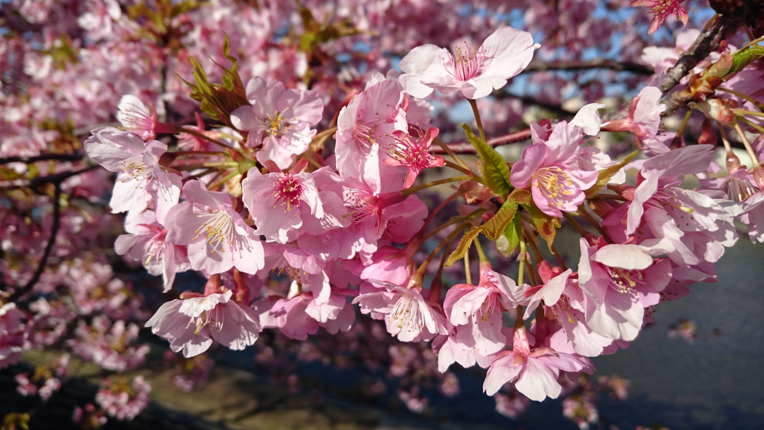 マイクと同じ父の命日。3月15日｜父へ / For Father , Dear My Daddy
